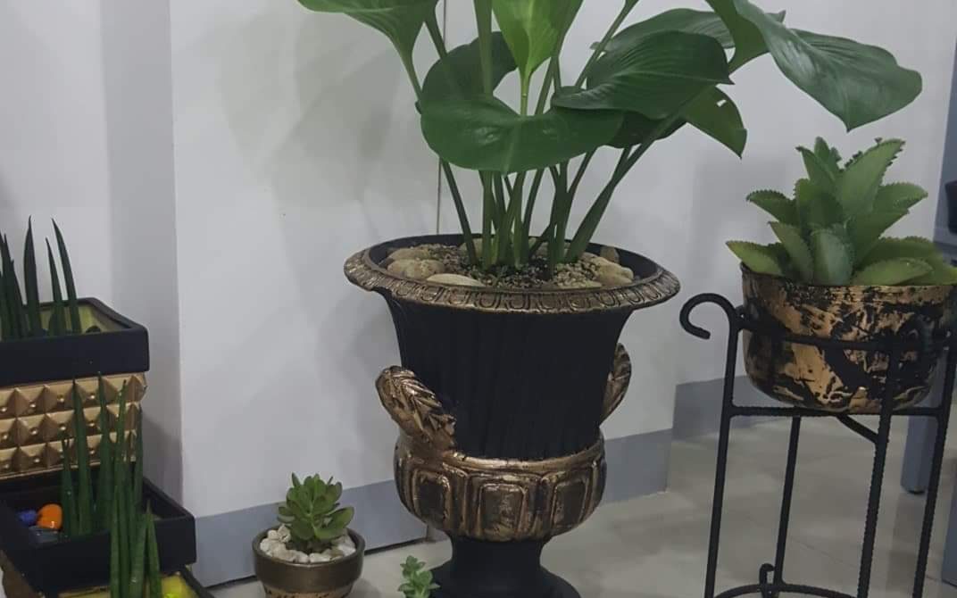Houseplants.